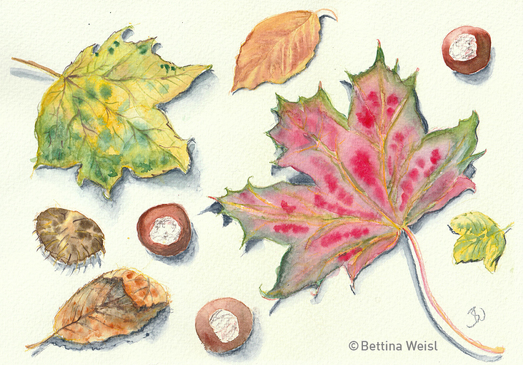 Drawing from Nature