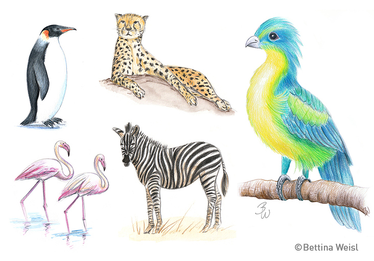 Workshop Drawing Animals