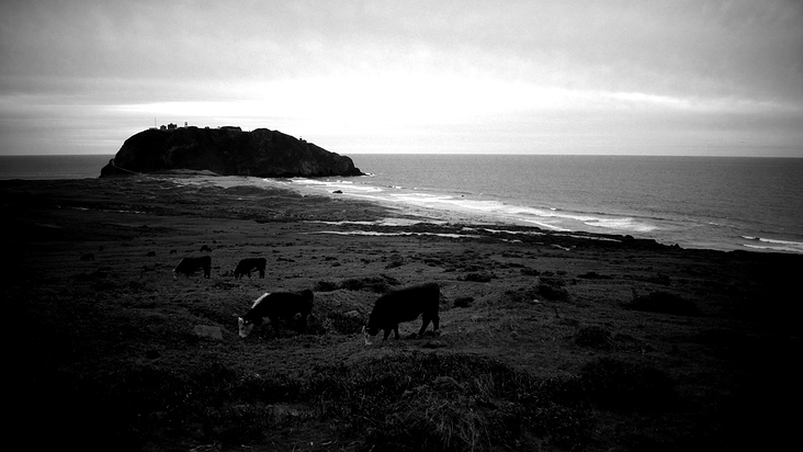 CATTLE BY THE SEA