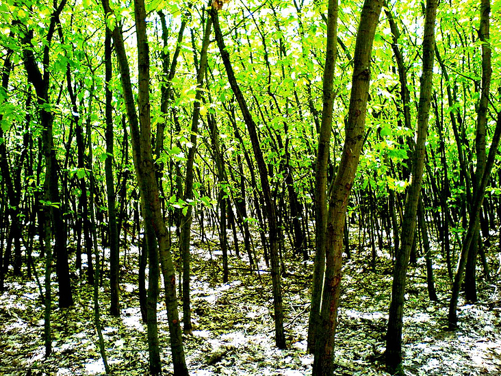 HIDDEN GROVE