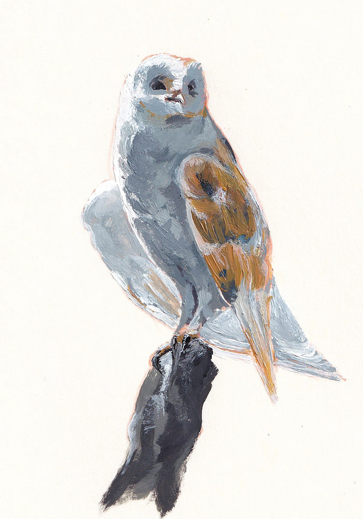 Schleiereule in Acryl (10,5 × 14,8 cm)