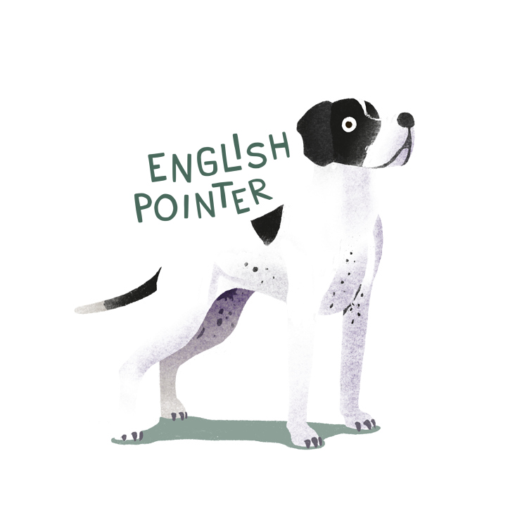 English Pointer