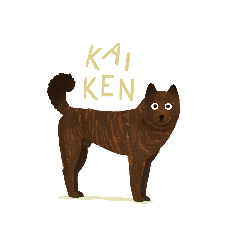 Kai Ken