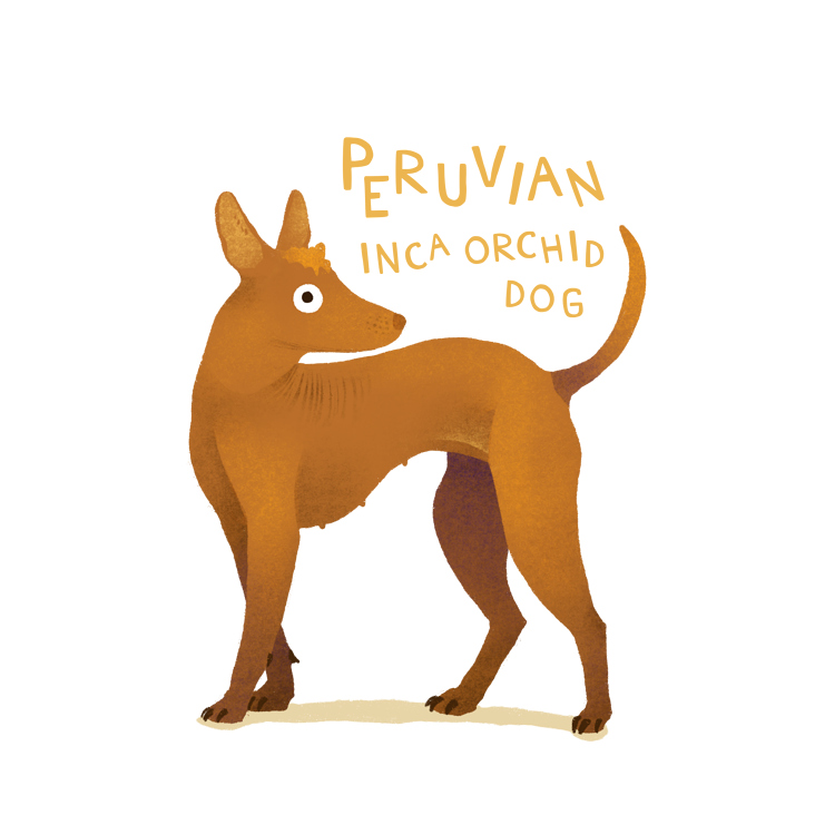 Peruvian Inca Orchid Dog