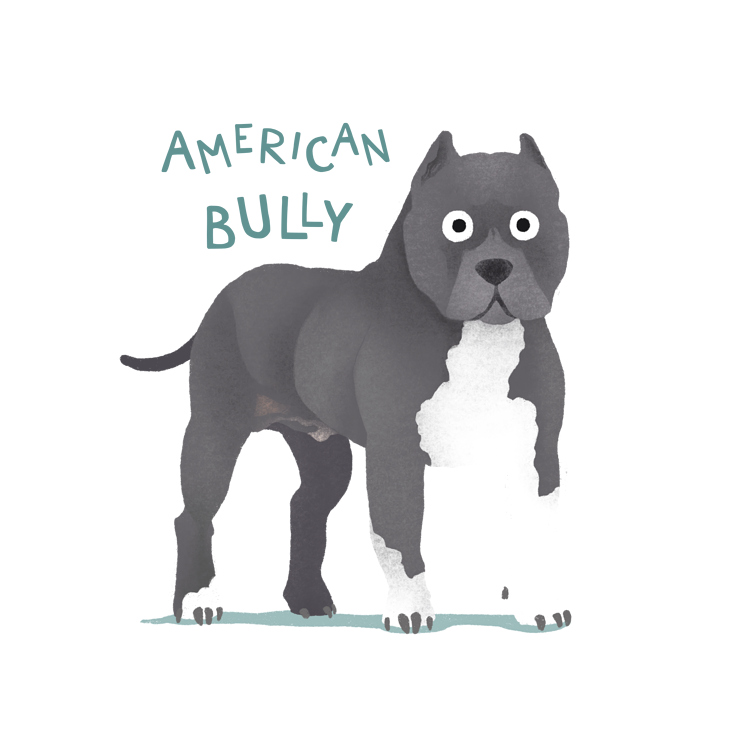 American Bully