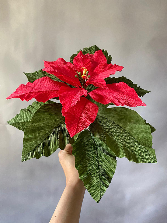 Weihnachtsstern