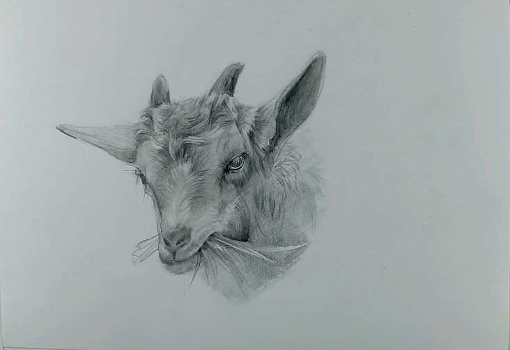 Drawing a Goat 