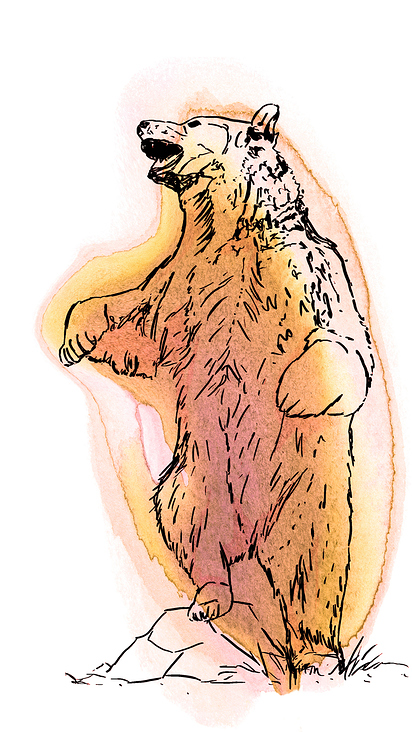 Bär Aquarellzeichnung