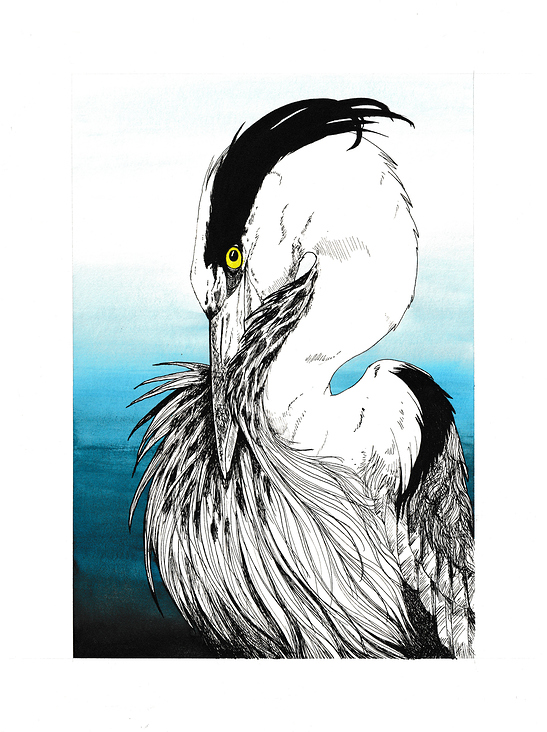 Großer Graureiher (Serie „Heimat“)