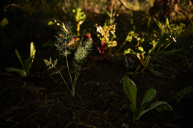 foodfotografie-farm-toscana-lifestyle-leipzig-carolin-reschke-3