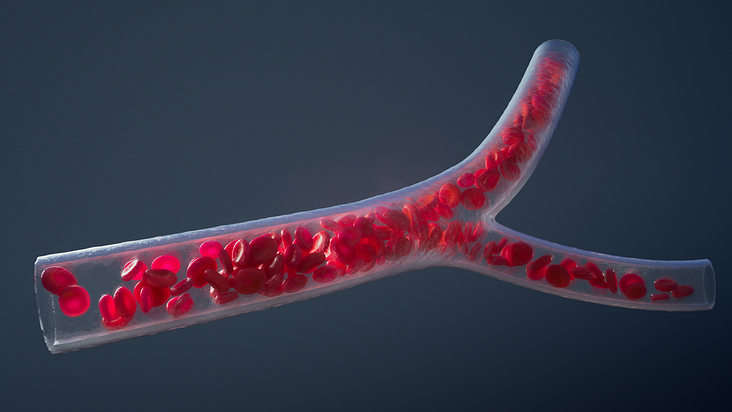 Der Fluss der Erythrozyten in einem Blutgefäß