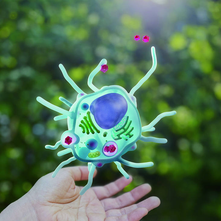 Die Darstellung der Phagozytose eines Leukozyten