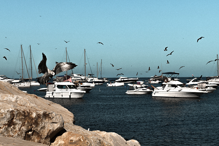 birds