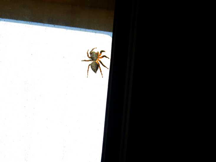 The Spider