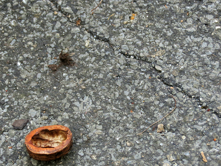 The Walnut shell