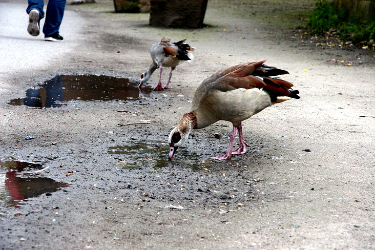 The thirsty geese