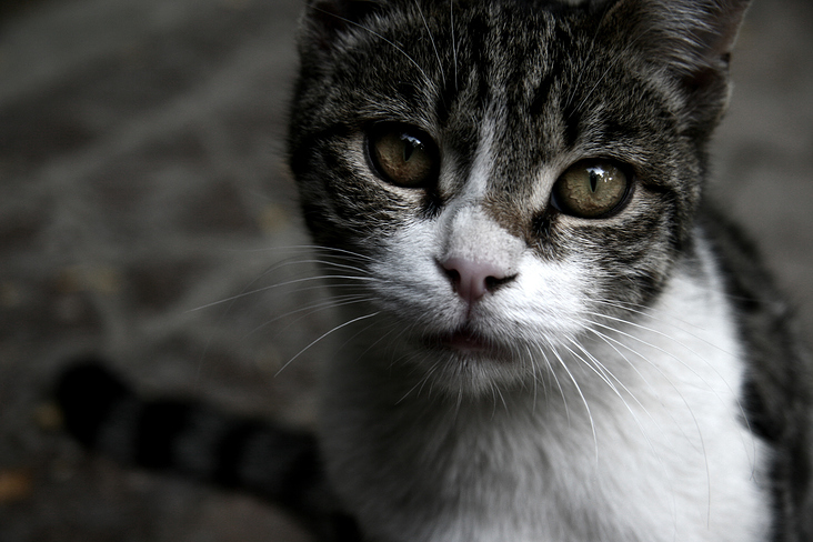 The random street cat in the Laleh Park in Tehran