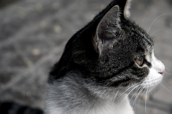 The random street cat in the Laleh Park in Tehran