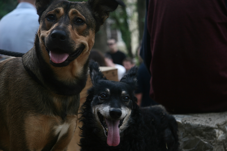 Doggies of Zagreb