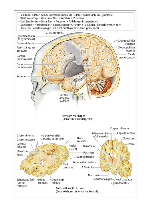 Neurologie Taschenatlas Thieme
