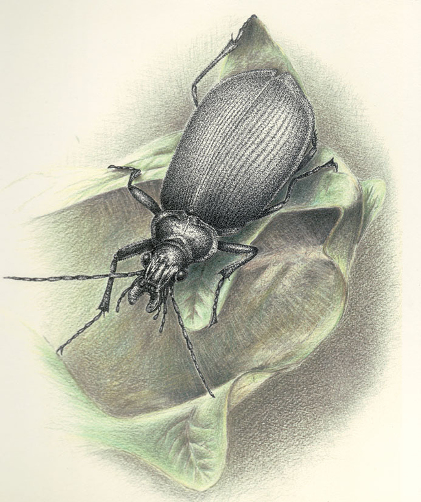 zeich 08