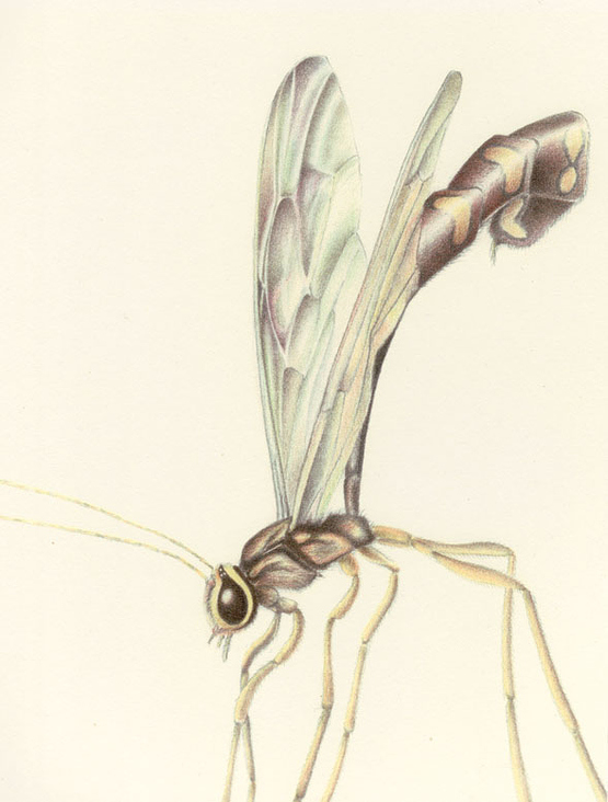 zeich 06