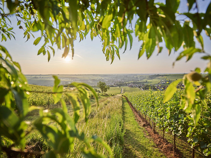 Weinberge der Südpfalz