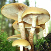 „Pilze“ von pilsak-naturfoto