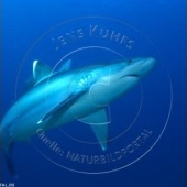 “Neue Artenvielfalt: Fische im Korallenmeer” from Naturbildportal