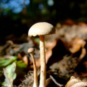 “Gesammelte Werke” from Gerhard Woschniok