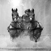«Pferdesport» de Ralf Brunner Fotografie