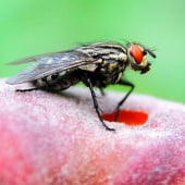 «Insekten» de Lothar Seifert