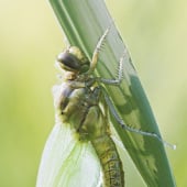 «Tierfotografie in freier Natur» de Schauhuber, Alfred