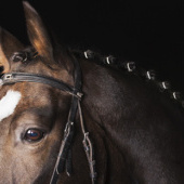 «horses I» de Birgid Allig photography
