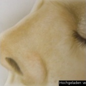 «Portraits» de Matthias Michl