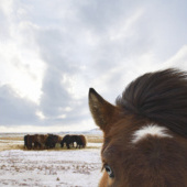 «iceland horses» de Birgid Allig photography