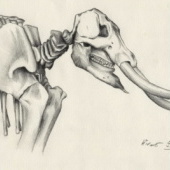 „Illustrationen“ von Andrea Hirmer