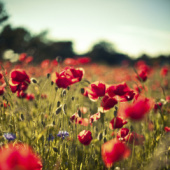 “NATURE PHOTOGRAPHY” from Lmpix