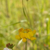 „Fotos „Macro““ von Mariya Lanin