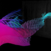 «Hairy Type» de Silke Sieler