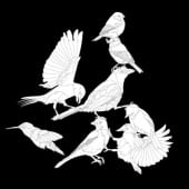«Vögel» de Priscilla Kämpfer