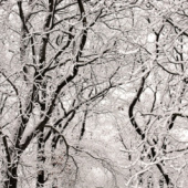 „Winter Impressions“ von Harald J Braun