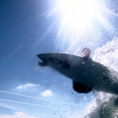 “Surfing” from Bevis Nickel