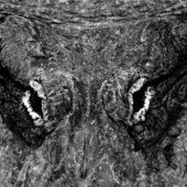 «ANIMALS schwarzweiss» von Heckmann-Photography