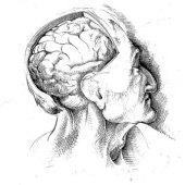 «Zeichnungen» von Karl Heppe