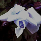 «Flowers / Blumen 2012 Teil 04» de Dina T…