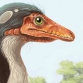 “Compsognathus Dinosaurier” from Dipl. Des. Christoph Hoppenbrock