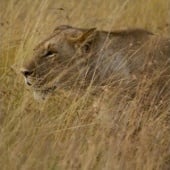 «Tierfotografie» von Rebekka Jordan