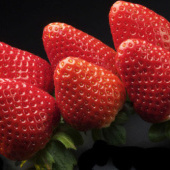 «Stills» de Dieter Langer