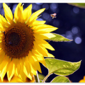 «Fotografie-Makro» von Esref Yilmaz